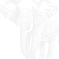 ElephantVector-ezgif.com-resize